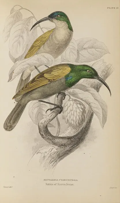 Framed Print : 1835 Antique Art Biology Bird Birds Classification Framed Print : 1835 Antique Art Biology Bird Birds Classification