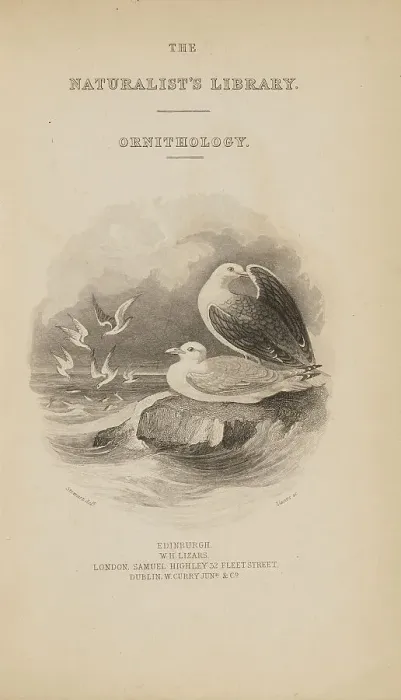 Framed Print : 1835 Antique Art Biology Bird Birds Classification Framed Print : 1835 Antique Art Biology Bird Birds Classification