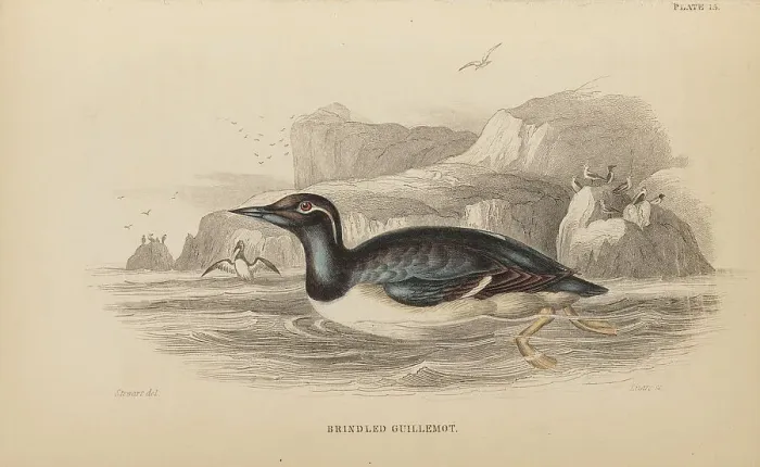 Framed Print : 1835 Antique Art Biology Bird Birds Classification