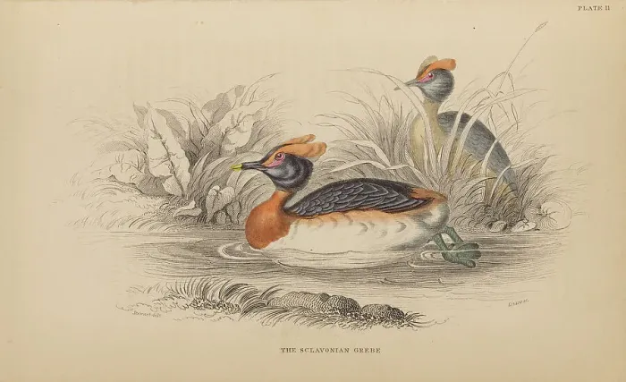 Framed Print : 1835 Antique Art Biology Bird Birds Classification