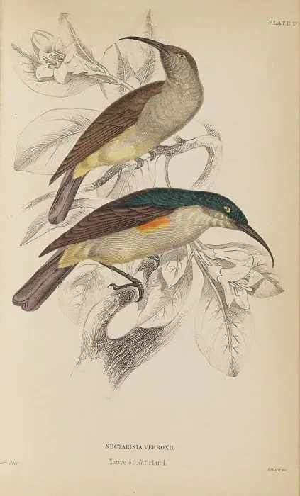 Framed Print : 1835 Antique Art Biology Bird Birds Classification Framed Print : 1835 Antique Art Biology Bird Birds Classification