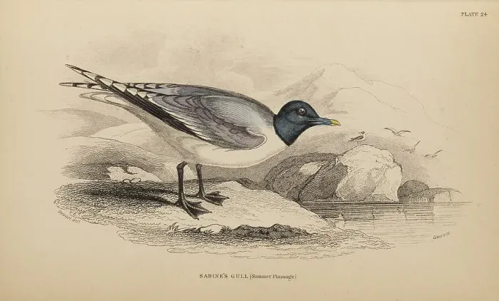 Framed Print : 1835 Antique Art Biology Bird Birds Classification
