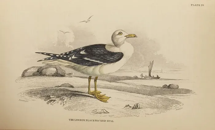 Framed Print : 1835 Antique Art Biology Bird Birds Classification