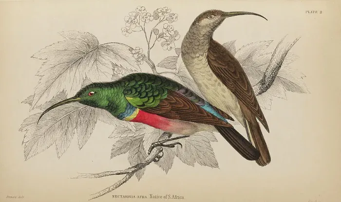 Framed Print : 1835 Antique Art Biology Bird Birds Classification Framed Print : 1835 Antique Art Biology Bird Birds Classification