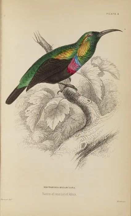 Framed Print : 1835 Antique Art Biology Bird Birds Classification Framed Print : 1835 Antique Art Biology Bird Birds Classification