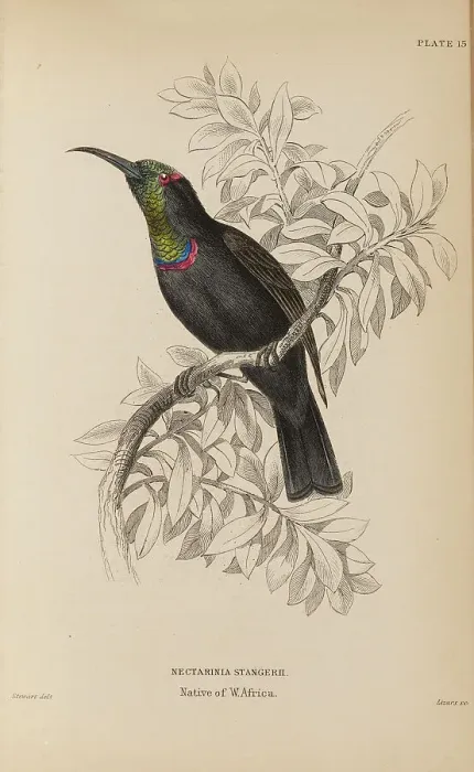 Framed Print : 1835 Antique Art Biology Bird Birds Classification Framed Print : 1835 Antique Art Biology Bird Birds Classification