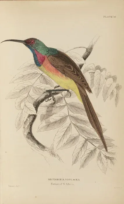 Framed Print : 1835 Antique Art Biology Bird Birds Classification