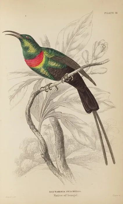 Framed Print : 1835 Antique Art Biology Bird Birds Classification Framed Print : 1835 Antique Art Biology Bird Birds Classification