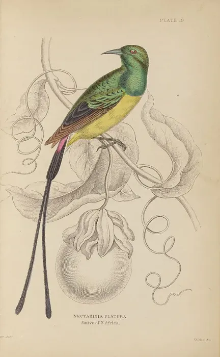Framed Print : 1835 Antique Art Biology Bird Birds Classification Framed Print : 1835 Antique Art Biology Bird Birds Classification