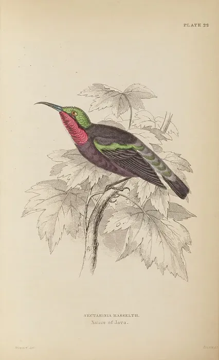 Framed Print : 1835 Antique Art Biology Bird Birds Classification Framed Print : 1835 Antique Art Biology Bird Birds Classification