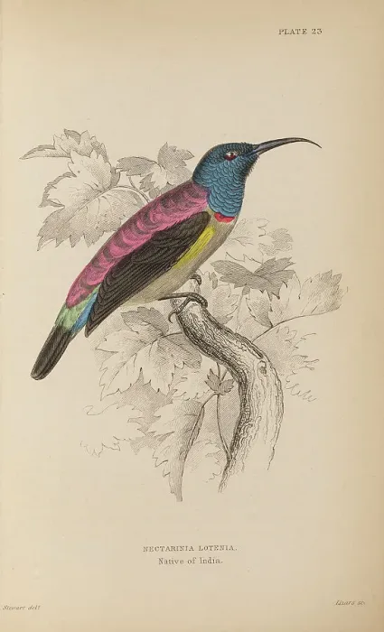 Framed Print : 1835 Antique Art Biology Bird Birds Classification Framed Print : 1835 Antique Art Biology Bird Birds Classification