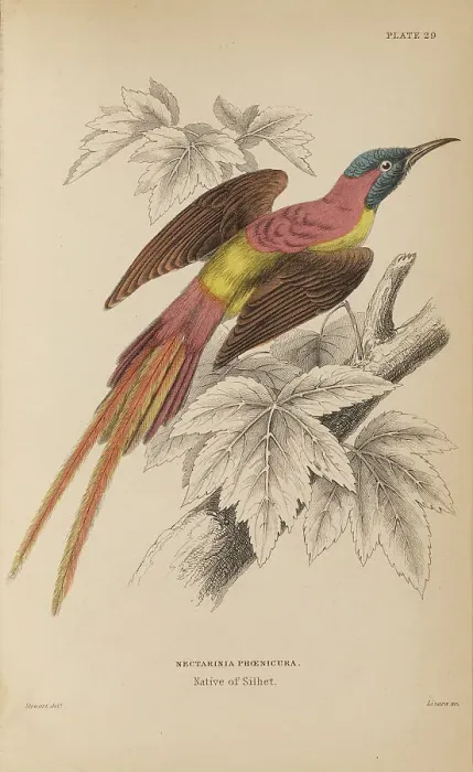 Framed Print : 1835 Antique Art Biology Bird Birds Classification Framed Print : 1835 Antique Art Biology Bird Birds Classification