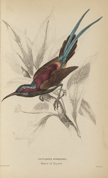 Framed Print : 1835 Antique Art Biology Bird Birds Classification Framed Print : 1835 Antique Art Biology Bird Birds Classification