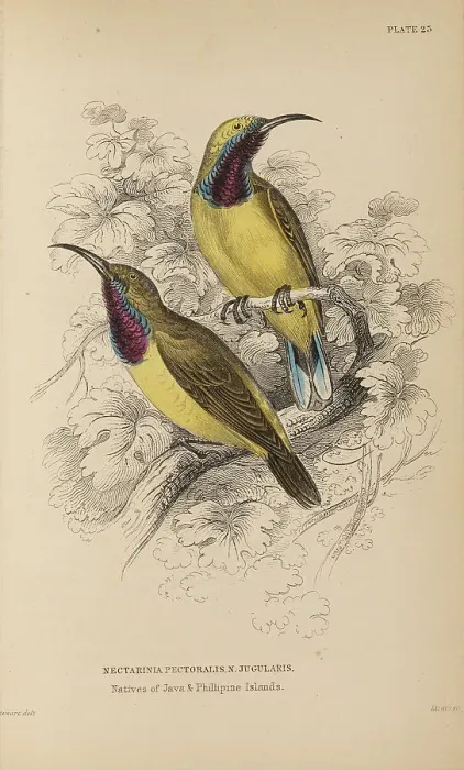 Framed Print : 1835 Antique Art Biology Bird Birds Classification Framed Print : 1835 Antique Art Biology Bird Birds Classification