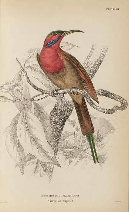 Framed Print : 1835 Antique Art Biology Bird Birds Classification Framed Print : 1835 Antique Art Biology Bird Birds Classification
