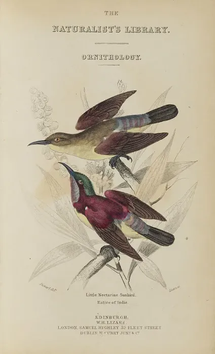 Framed Print : 1835 Antique Art Biology Bird Birds Classification Framed Print : 1835 Antique Art Biology Bird Birds Classification