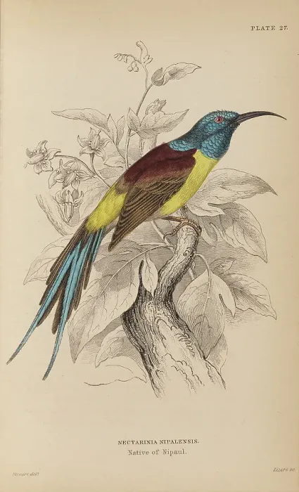 Framed Print : 1835 Antique Art Biology Bird Birds Classification Framed Print : 1835 Antique Art Biology Bird Birds Classification