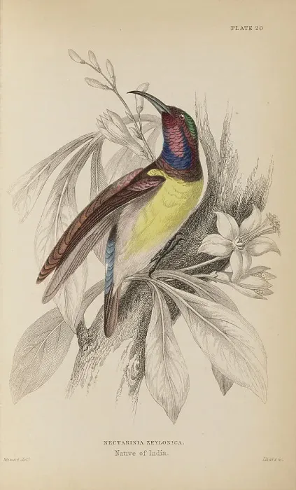 Framed Print : 1835 Antique Art Biology Bird Birds Classification Framed Print : 1835 Antique Art Biology Bird Birds Classification