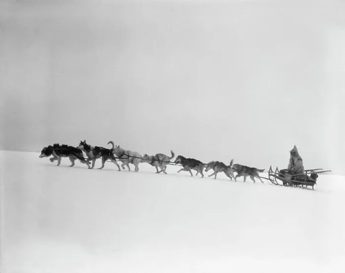 Framed Print : 1920S 1930S Dog Leading Sled Dogs Using Harnesses To Pull Rider Musher Through Treacherous Winter Snow Conditions Framed Print : 1920S 1930S Dog Leading Sled Dogs Using Harnesses To Pull Rider Musher Through Treacherous Winter Snow Conditions