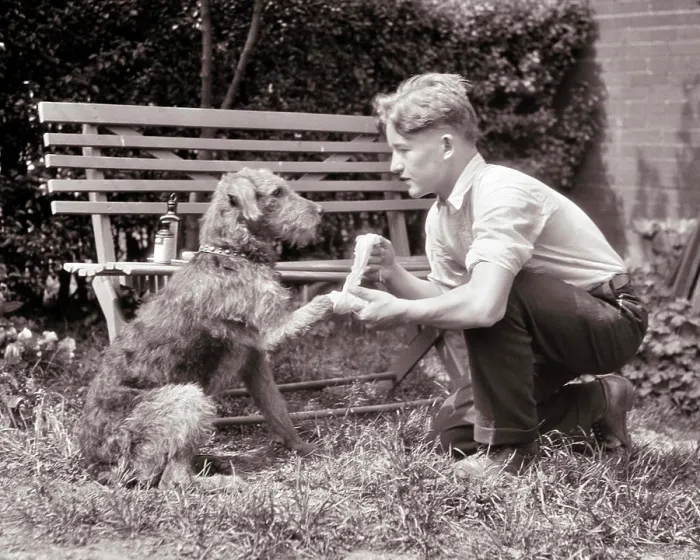 Framed Print : 1920s CONCERNED WORRIED PRETEEN BOY ADMINISTERING FIRST AID TO INJURED ROUGH FUR MUTT DOG WRAPPING FRONT PAW IN COTTON Framed Print : 1920s CONCERNED WORRIED PRETEEN BOY ADMINISTERING FIRST AID TO INJURED ROUGH FUR MUTT DOG WRAPPING FRONT PAW IN COTTON