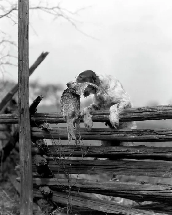 Framed Print : 1920s ENGLISH SETTER DOG CLIMBING OVER WOODEN FENCE CARRYING DEAD BIRD PHEASANT IN MOUTH Framed Print : 1920s ENGLISH SETTER DOG CLIMBING OVER WOODEN FENCE CARRYING DEAD BIRD PHEASANT IN MOUTH