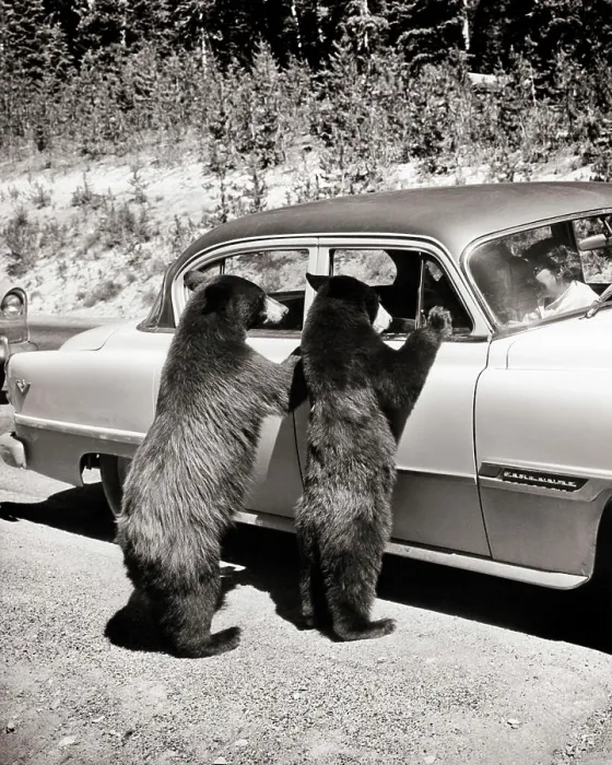 Framed Print : 1950s TWO BLACK BEARS Ursus americanus STANDING LOOKING IN WINDOWS OF CAR YELLOWSTONE NATIONAL PARK WYOMING USA Framed Print : 1950s TWO BLACK BEARS Ursus americanus STANDING LOOKING IN WINDOWS OF CAR YELLOWSTONE NATIONAL PARK WYOMING USA