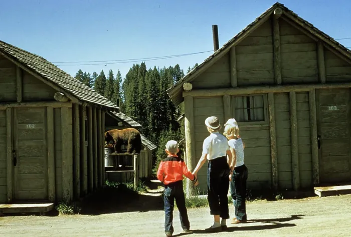 Framed Print : 1950S Mother And Children Visiting Yellowstone National Park Wyoming 1956, Looking At Bear Behind Cabins