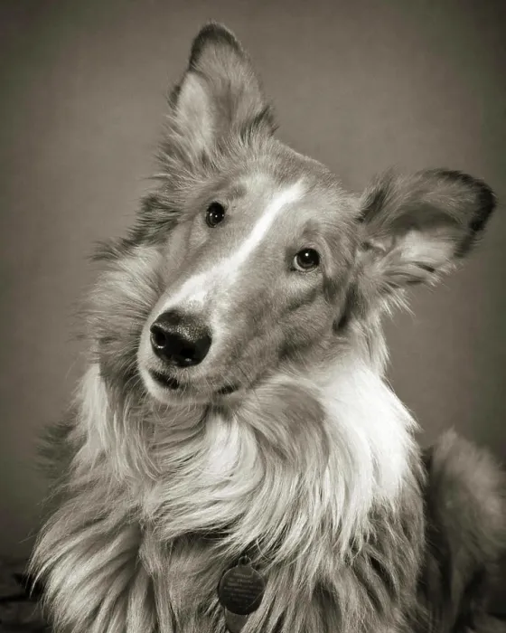 Framed Print : 1950s PORTRAIT ROUGH COAT COLLIE DOG LOOKING AT CAMERA WITH TILTED HEAD Framed Print : 1950s PORTRAIT ROUGH COAT COLLIE DOG LOOKING AT CAMERA WITH TILTED HEAD