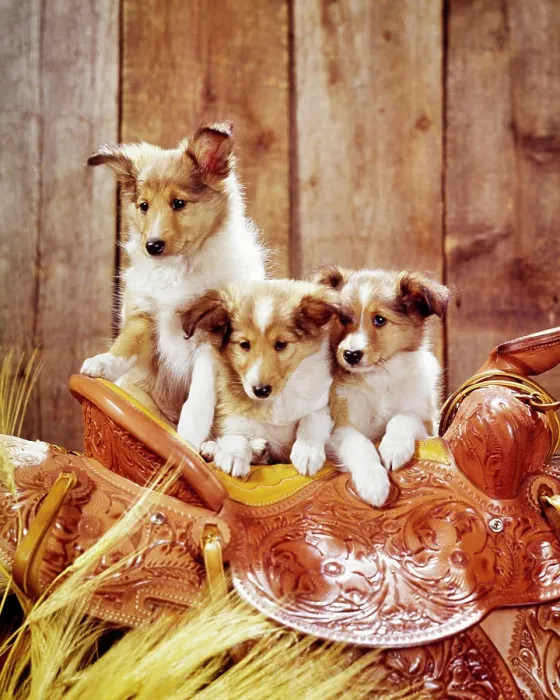 Framed Print : 1960s THREE CUTE LOVABLE COLLIE PUPPY DOGS ON TOP OF TOOLED LEATHER WESTERN SADDLE PORTRAIT