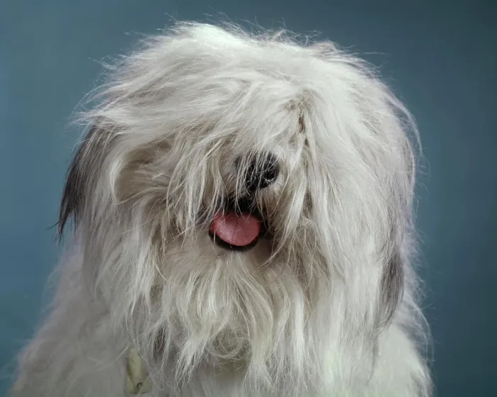 Framed Print : 1960s FUNNY HAIRY MESSY MOP HEAD OF BEARDED COLLIE SHEEPDOG PINK TONGUE AND TIP OF BLACK NOSE ARE ALL THAT IS VISIBLE