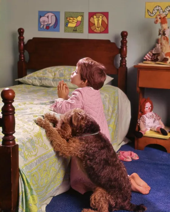 Framed Print : 1970s 1980s LITTLE RED HAIR GIRL KNEELING IN BEDROOM BESIDE BED SAYING PRAYERS WITH PET WIRE HAIR TERRIER DOG ALONGSIDE Framed Print : 1970s 1980s LITTLE RED HAIR GIRL KNEELING IN BEDROOM BESIDE BED SAYING PRAYERS WITH PET WIRE HAIR TERRIER DOG ALONGSIDE