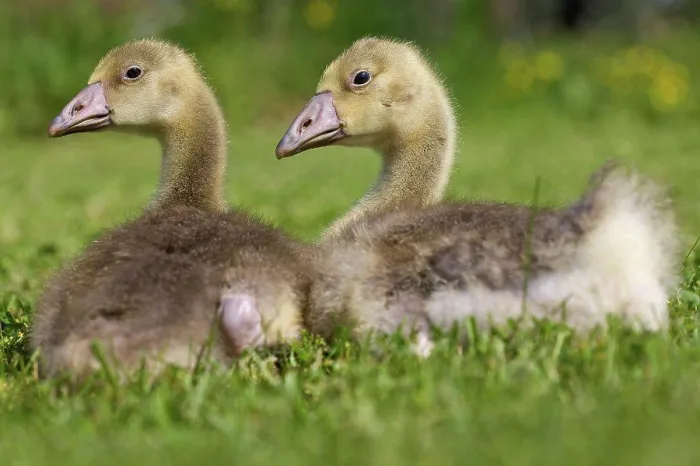 Framed Print : 3 weeks of goslings resting France