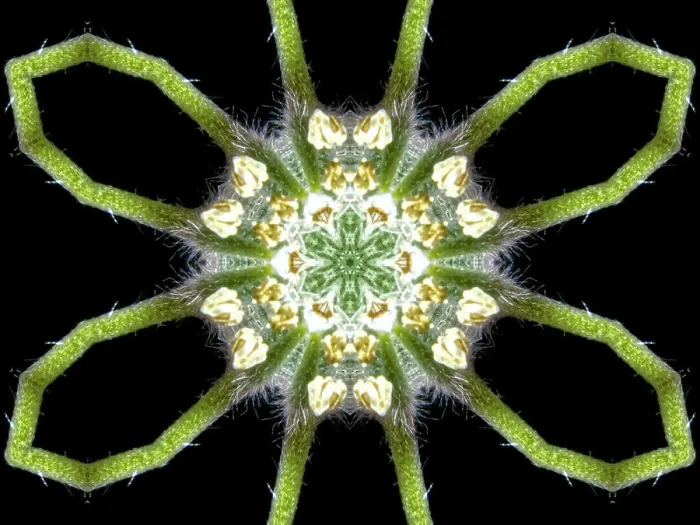 Framed Print : An abstract pattern made by applying fractal mirroring to a photo of a fuzzy wildflower Framed Print : An abstract pattern made by applying fractal mirroring to a photo of a fuzzy wildflower