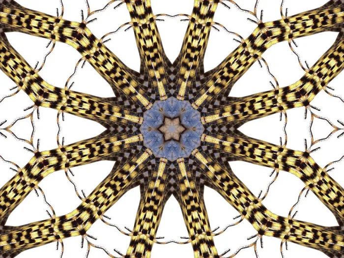 Framed Print : An abstract pattern made by taking a photo of a Garden Spider and applying fractal mirroring Framed Print : An abstract pattern made by taking a photo of a Garden Spider and applying fractal mirroring