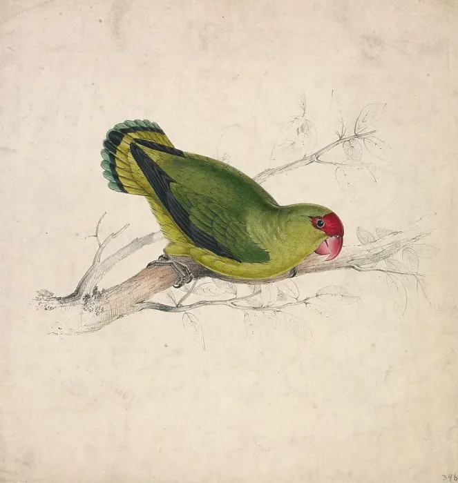 Framed Print : Abyssinian Parrakeet Plate 39 Edward Lear 1812-1888 Framed Print : Abyssinian Parrakeet Plate 39 Edward Lear 1812-1888