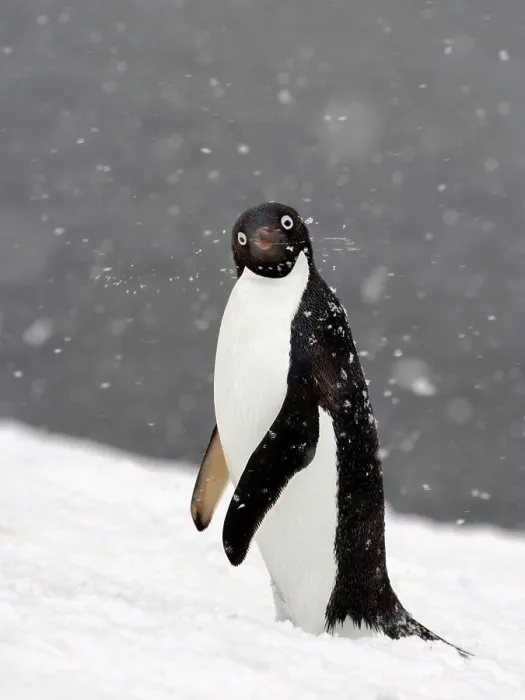 Framed Print : Adelie Penguin in Falling Snow Framed Print : Adelie Penguin in Falling Snow