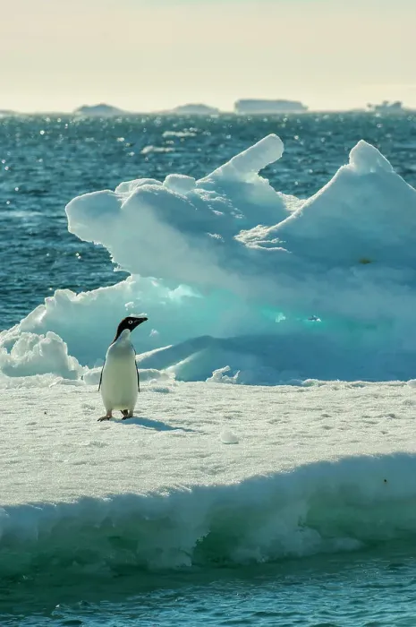 Framed Print : A Adelie penguin (Pygoscelis adeliae) on an ice floe at Paulet Island at the tip of the Antarctic Peninsula Framed Print : A Adelie penguin (Pygoscelis adeliae) on an ice floe at Paulet Island at the tip of the Antarctic Peninsula
