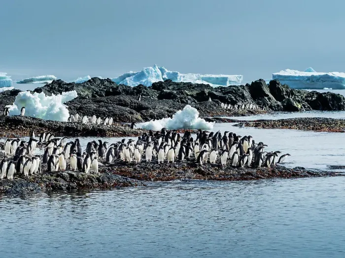Framed Print : Adelie Penguins Antarctica Brown Bluff Climate Change Framed Print : Adelie Penguins Antarctica Brown Bluff Climate Change