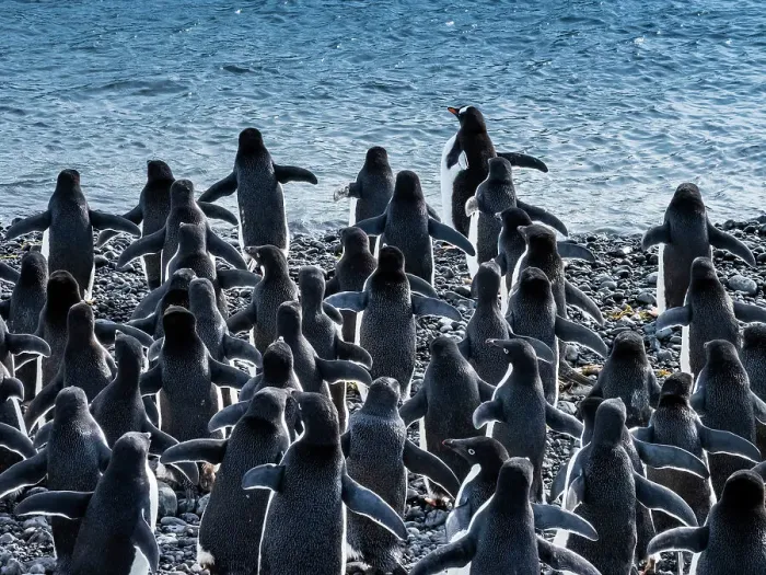 Framed Print : Adelie Penguins Antarctica Climate Change Global Warming Framed Print : Adelie Penguins Antarctica Climate Change Global Warming