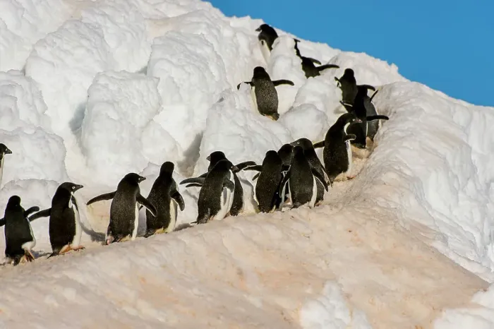 Framed Print : Adelie penguins (Pygoscelis adeliae) walking from the colony over snow to the shore to go to feed at sea at Hope Bay, Antarctic Peninsula Framed Print : Adelie penguins (Pygoscelis adeliae) walking from the colony over snow to the shore to go to feed at sea at Hope Bay, Antarctic Peninsula