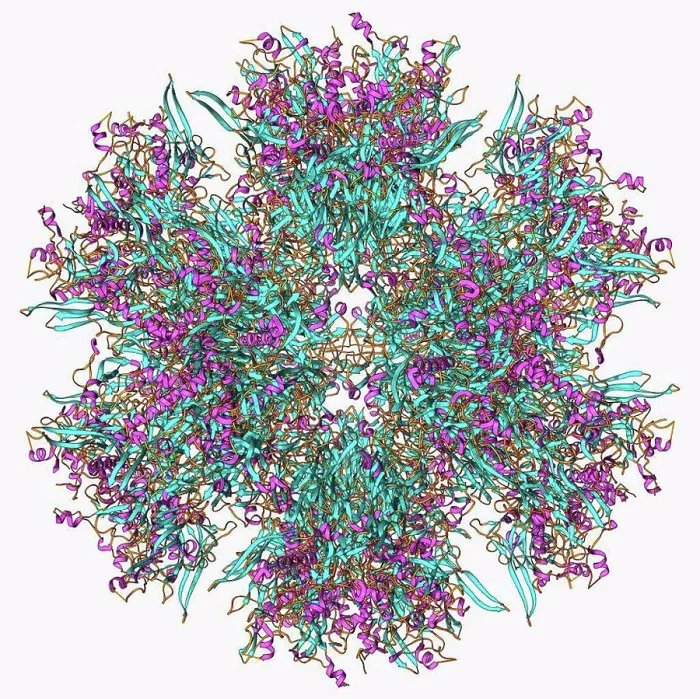 Framed Print : Adenovirus penton base protein Framed Print : Adenovirus penton base protein