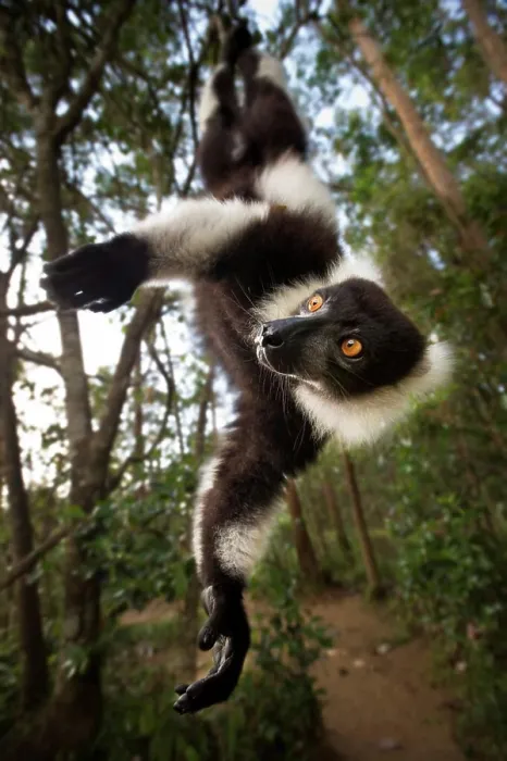 Framed Print : Adult Black And White Ruffed lemur (Varecia variegata) in suspensory posture