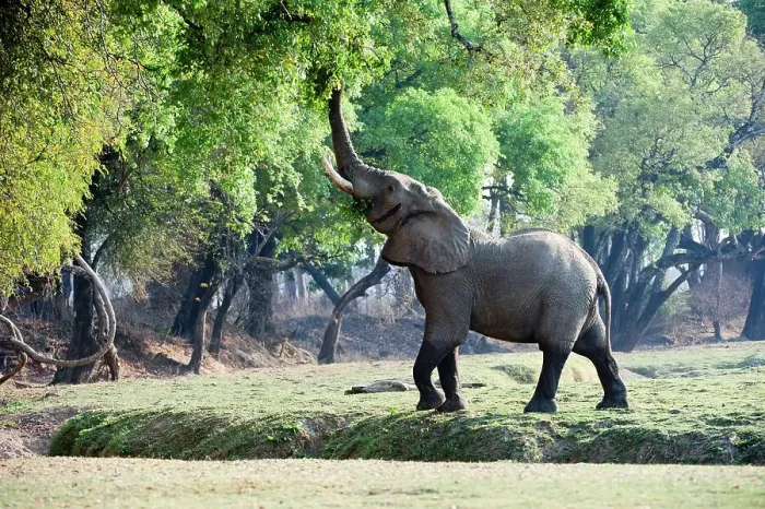 Framed Print : Adult bull African elephant (Loxodonta africana) feeding on foliage on the banks of the Luangwa River Framed Print : Adult bull African elephant (Loxodonta africana) feeding on foliage on the banks of the Luangwa River