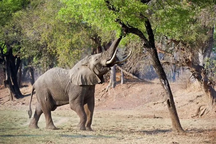 Framed Print : Adult bull African elephant (Loxodonta africana) feeding on foliage on the banks of the Luangwa River