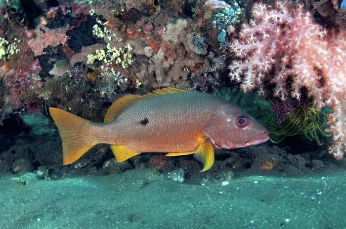 Framed Print : Adult ehrenberg's snapper (Lutjanus monostigma)