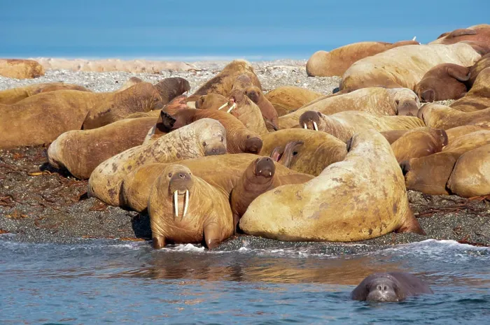 Framed Print : Adult female Atlantic walruses Odobenus rosmarus juveniles and calves Framed Print : Adult female Atlantic walruses Odobenus rosmarus juveniles and calves