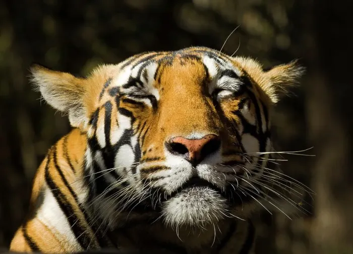 Framed Print : Adult female Bengal tiger (Panthera tigris tigris) resting on a rock in morning sunlight Framed Print : Adult female Bengal tiger (Panthera tigris tigris) resting on a rock in morning sunlight