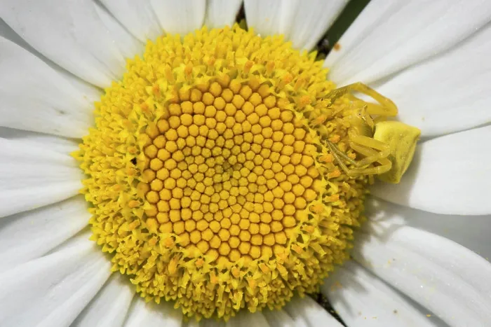 Framed Print : Adult female of crab spider (Thomisus onustus) camouflaged on common daisy (Bellis perennis) Framed Print : Adult female of crab spider (Thomisus onustus) camouflaged on common daisy (Bellis perennis)