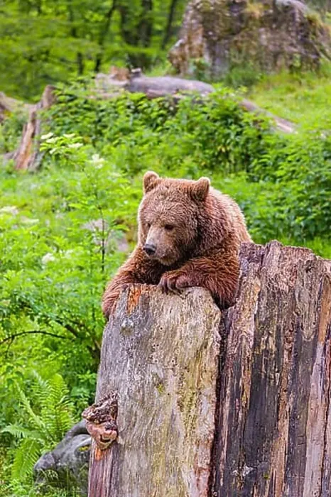 Framed Print : An adult female Eurasian brown bear (Ursus arctos arctos) uses the top of a dead tree as a vantage point Framed Print : An adult female Eurasian brown bear (Ursus arctos arctos) uses the top of a dead tree as a vantage point