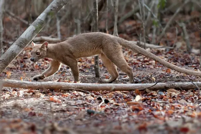 Framed Print : Adult female fossa (Crytoprocta ferox) on deciduous forest floor Framed Print : Adult female fossa (Crytoprocta ferox) on deciduous forest floor